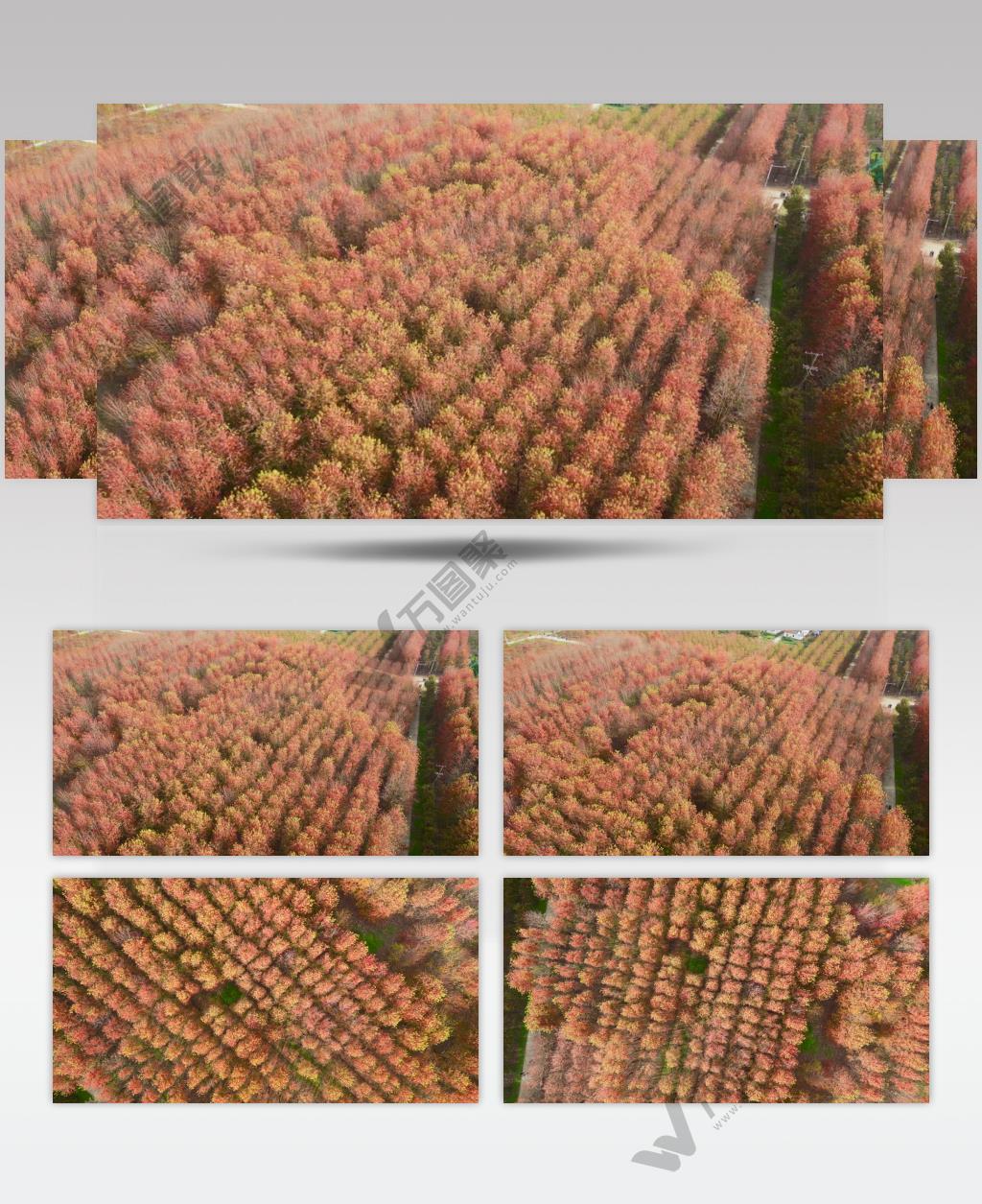 深秋秋天红枫叶航拍风景4K