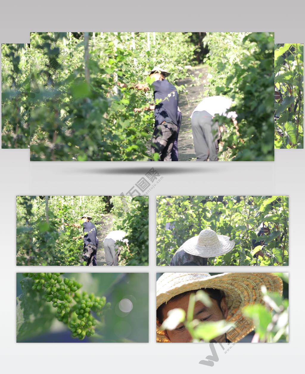实拍葡萄园维护修剪人物劳作背景视频