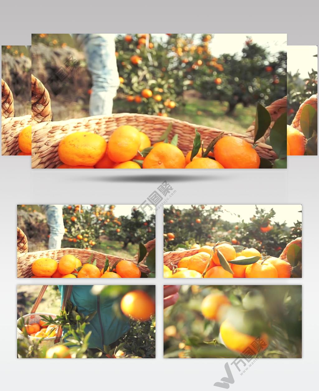 航拍橘子园采摘农业生产视频素材