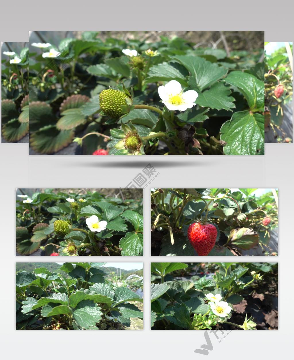 4K草莓草莓青果草莓果草莓花草莓叶