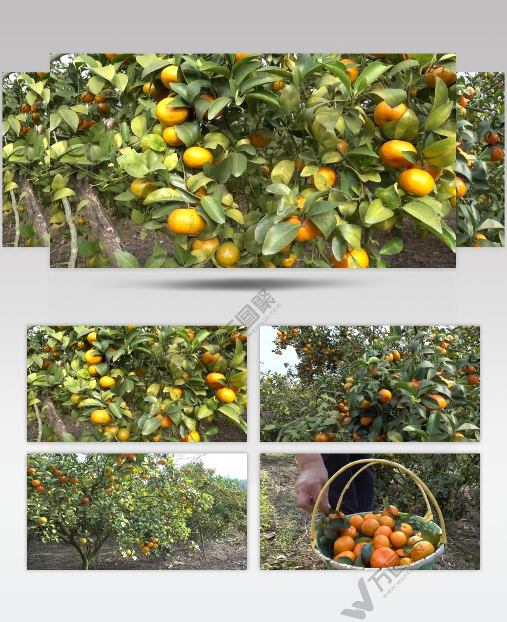 4k桔子园橘子园果园采摘果子篮子种植果林果实累累