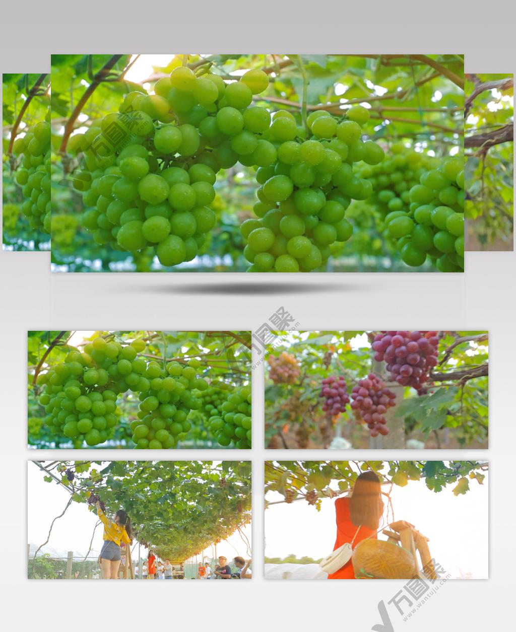 摘葡萄 葡萄特写 各种葡萄 葡萄基地 葡萄园