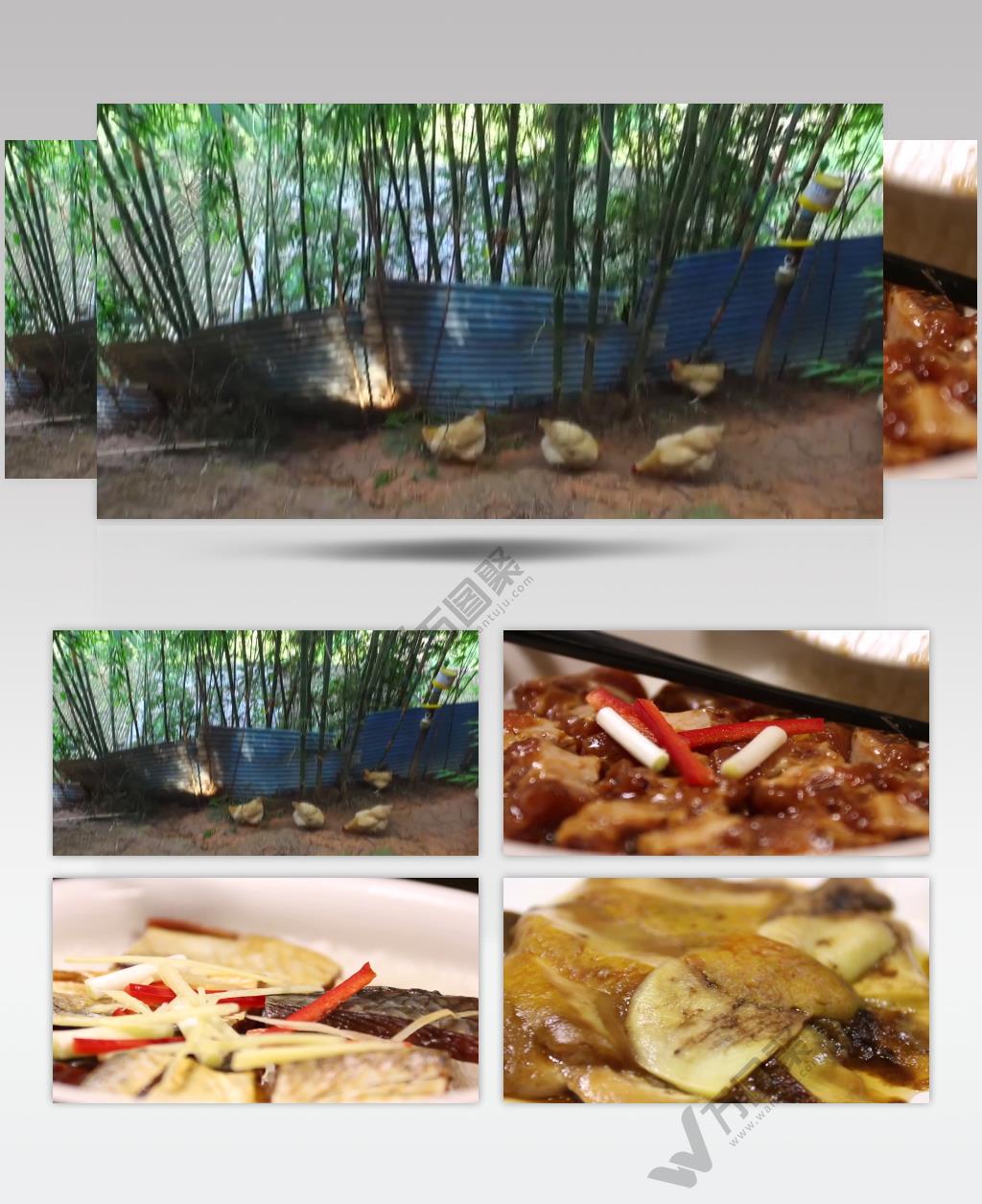 野山鸡大山养殖场走地鸡绿色食品实拍