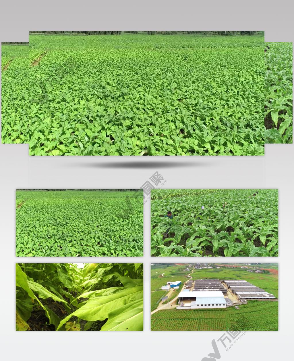 云南烟草种植基地视频素材