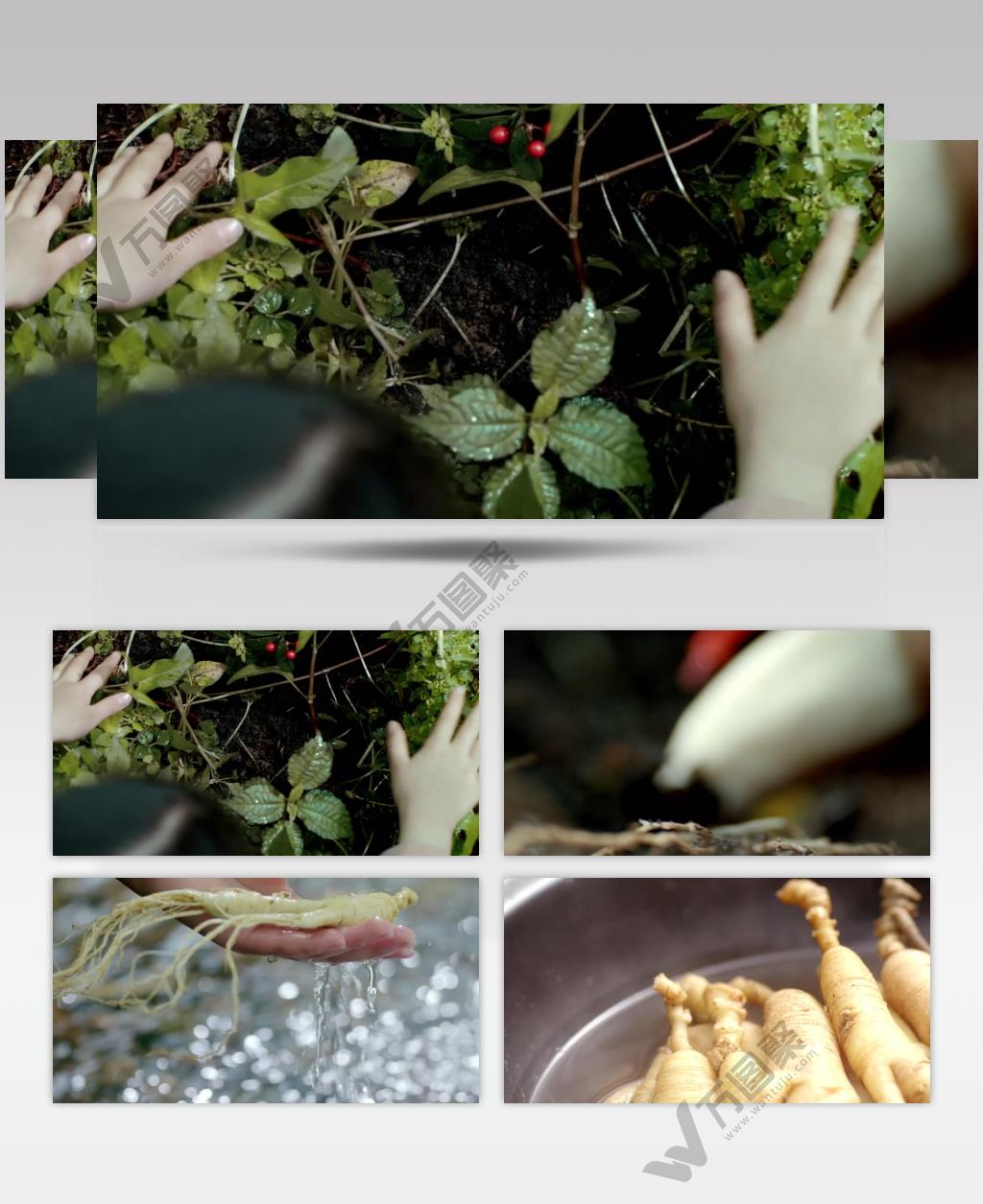 野山参视频实拍素材