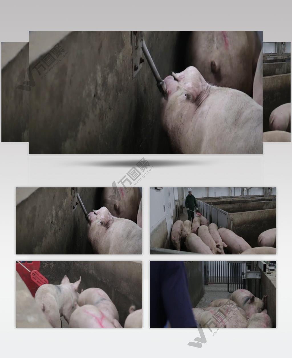 大型猪养殖场现代化绿色养殖视频素材