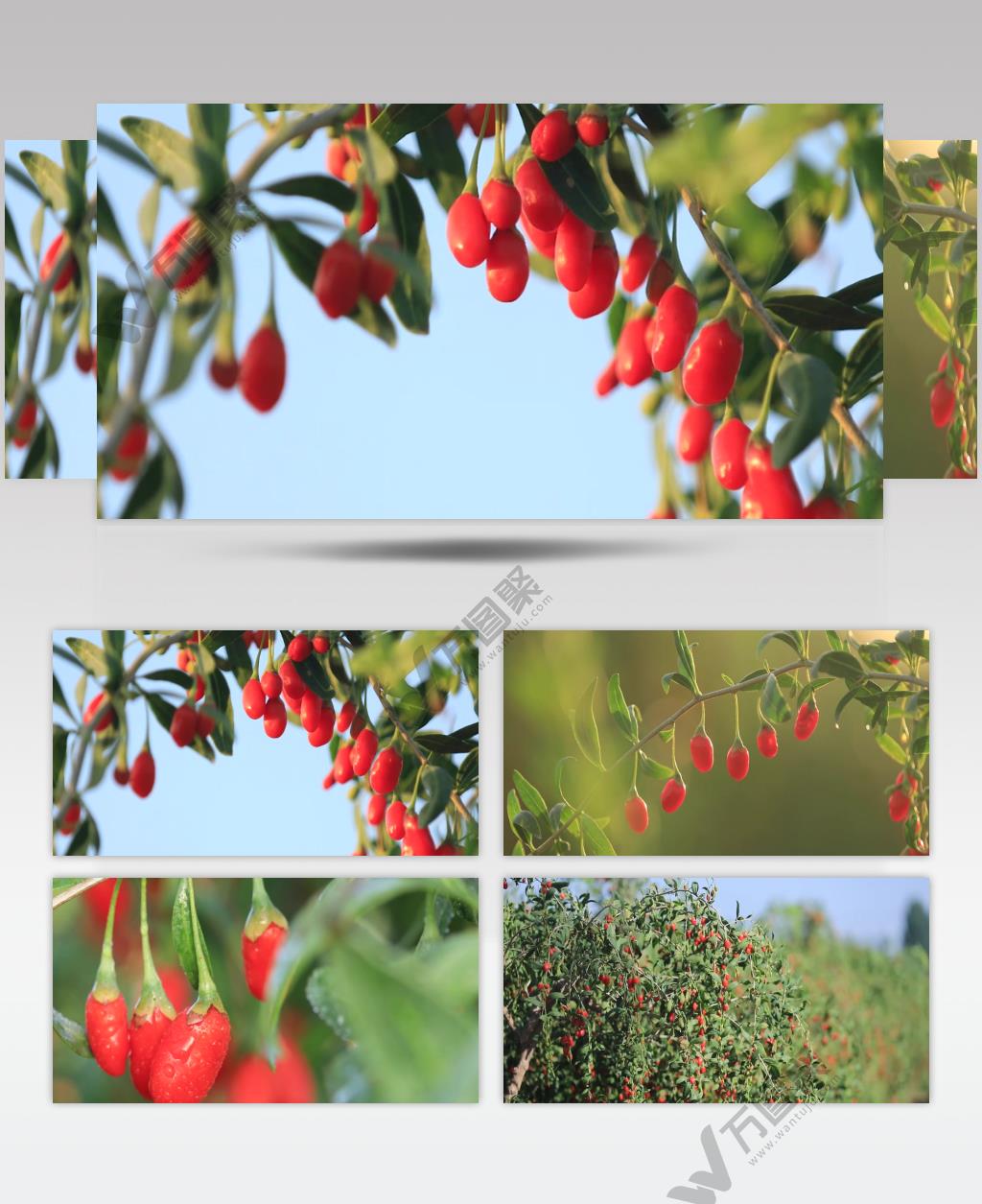 健康养生食材枸杞实拍视频素材