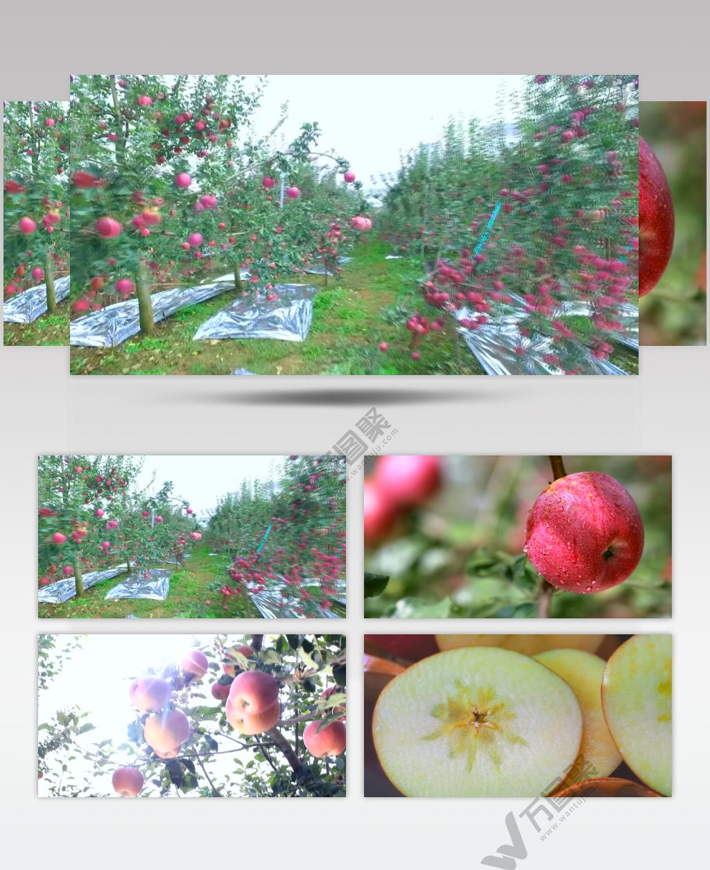 实拍有机产业园区昭通糖心苹果园采摘背景视频