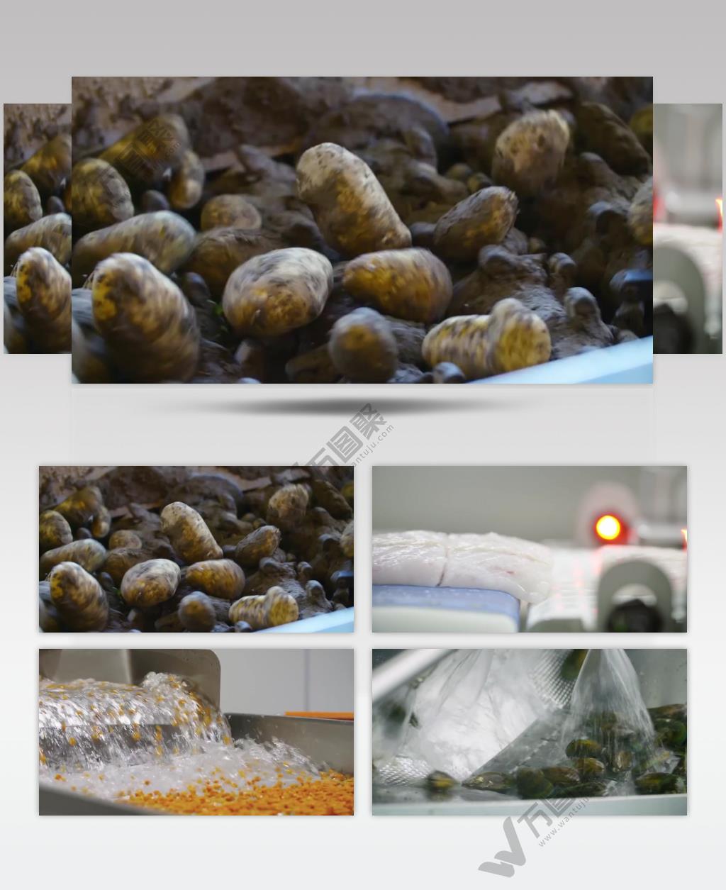 生鲜海鲜捕捞作业加工实拍高清视频素材