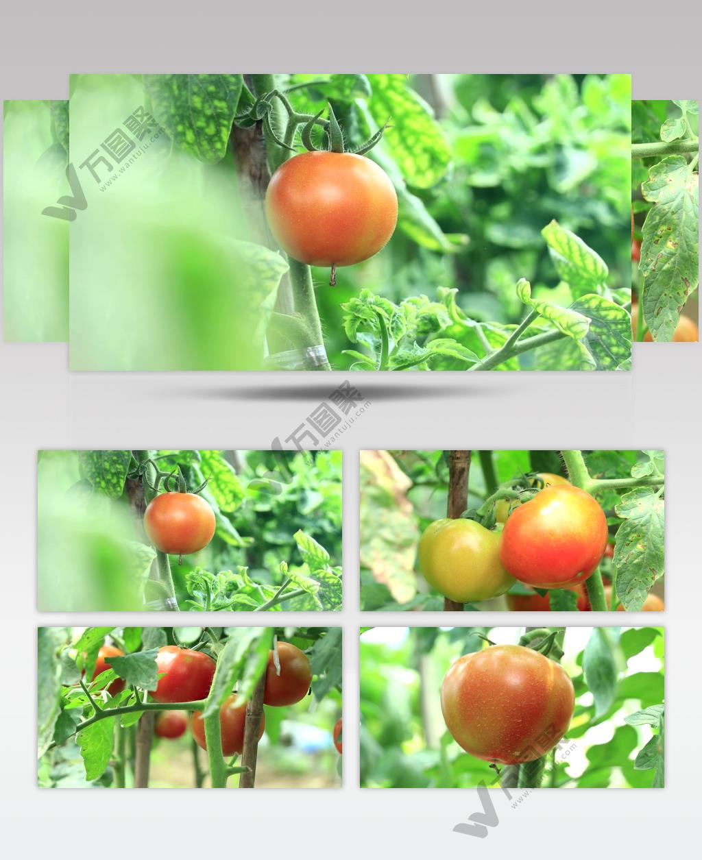 有机蔬菜西红柿高清视频素材