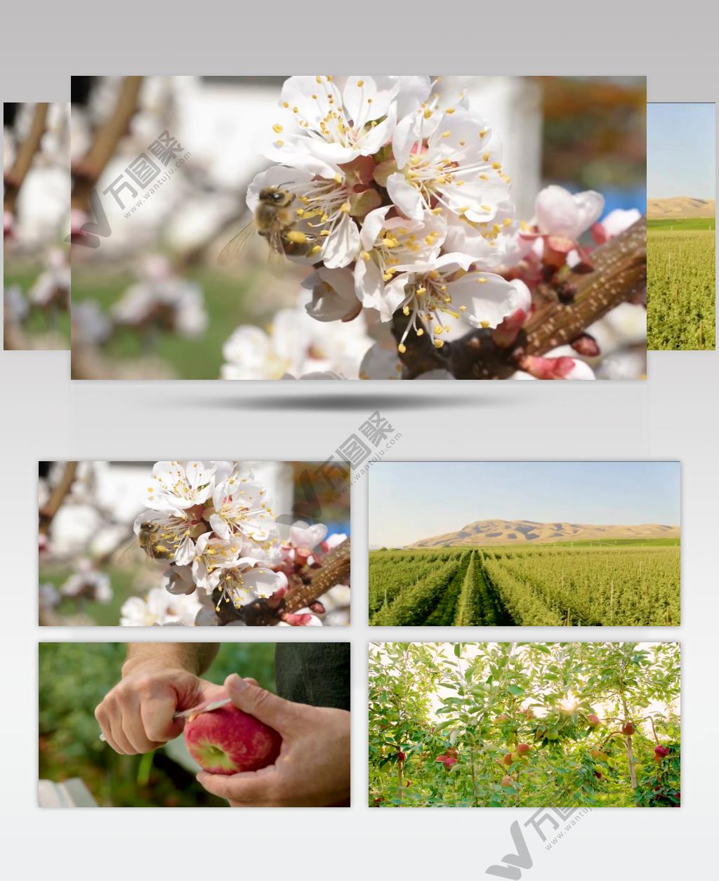 农副产品苹果果园镜头实拍背景视频