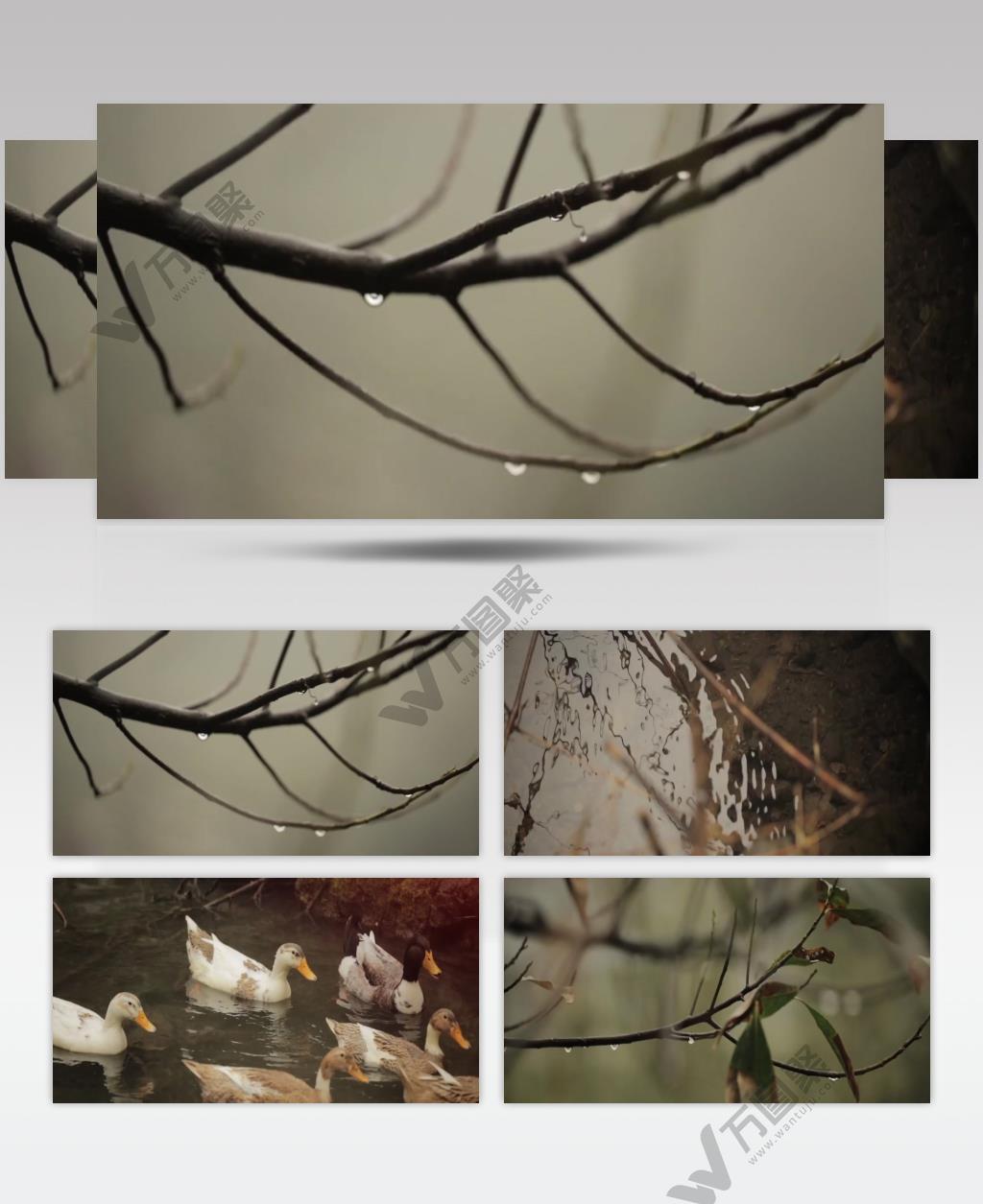 鸭子小鸡小雨山林生活