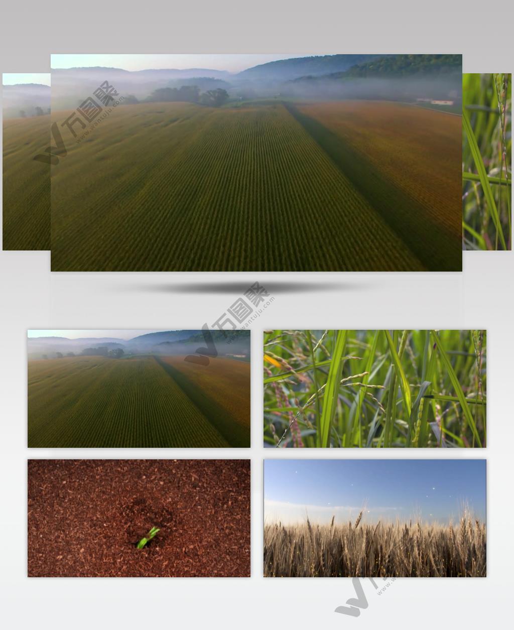 纯天然绿色有机食品素材