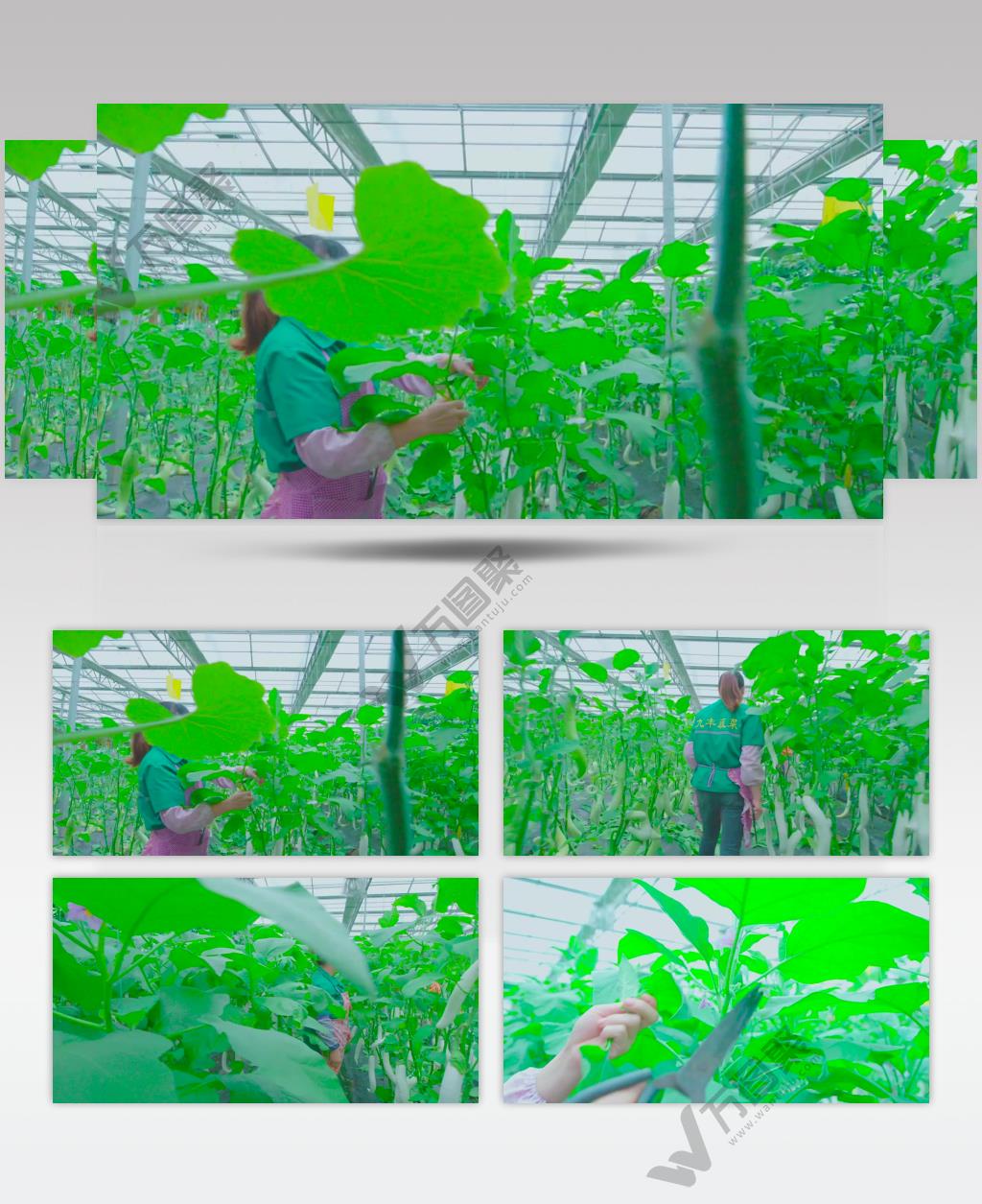 现代农业园 观光农业 茄子 黄瓜