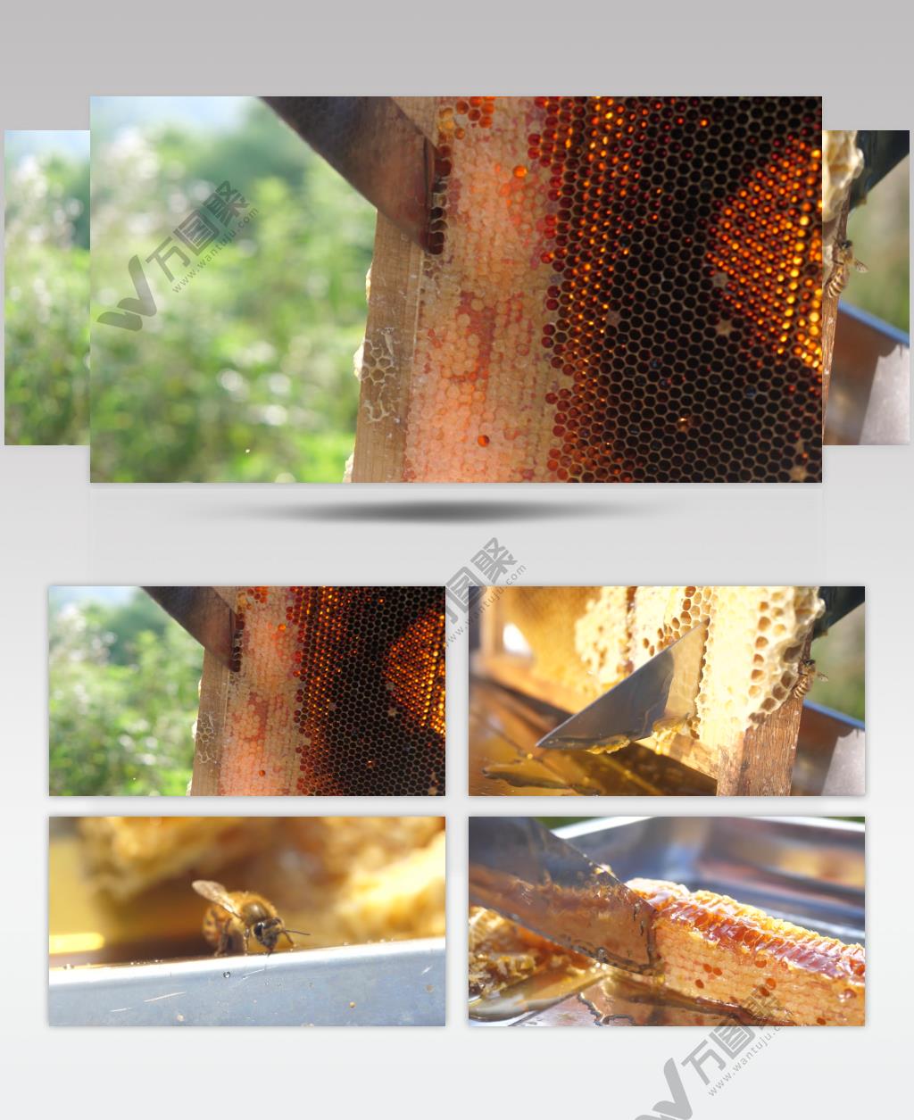 实拍养蜂蜂巢取蜜切割食用特写背景视频