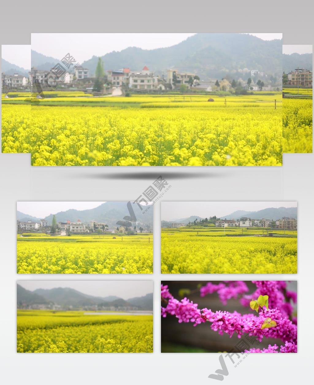 唯美油菜花鲜花春天春日郊游视频素材