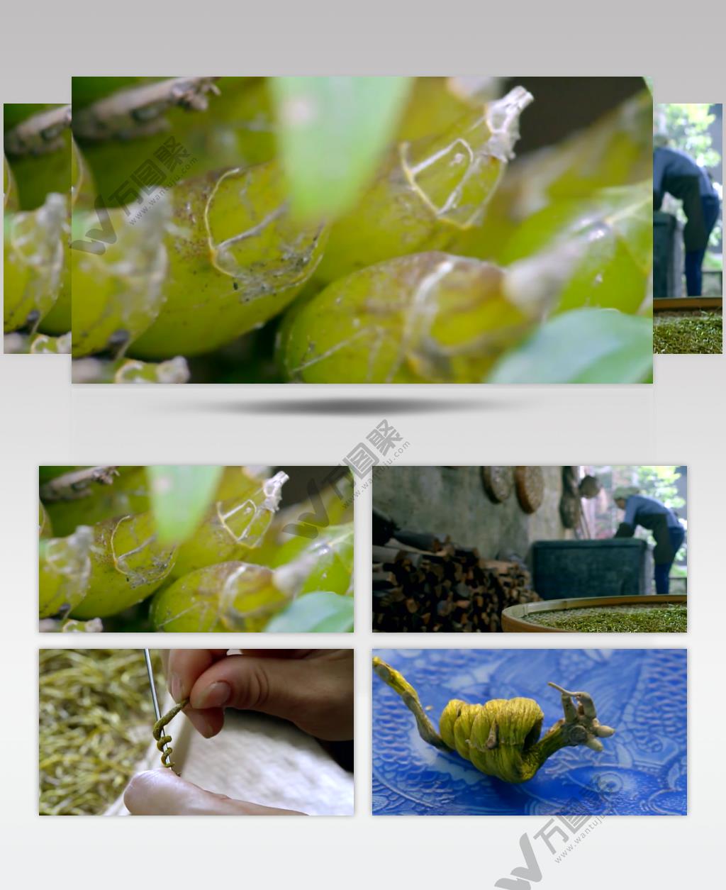 实拍铁皮石斛植物生长人工制药过程视频素材