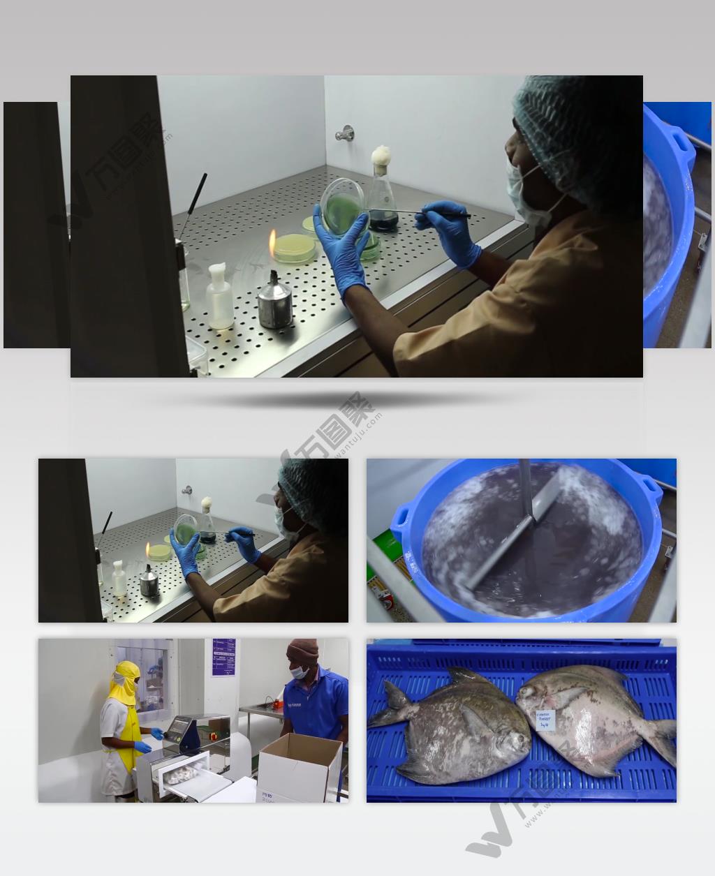 水产鱼类食品加工生产食品企业宣传片实拍视频素材