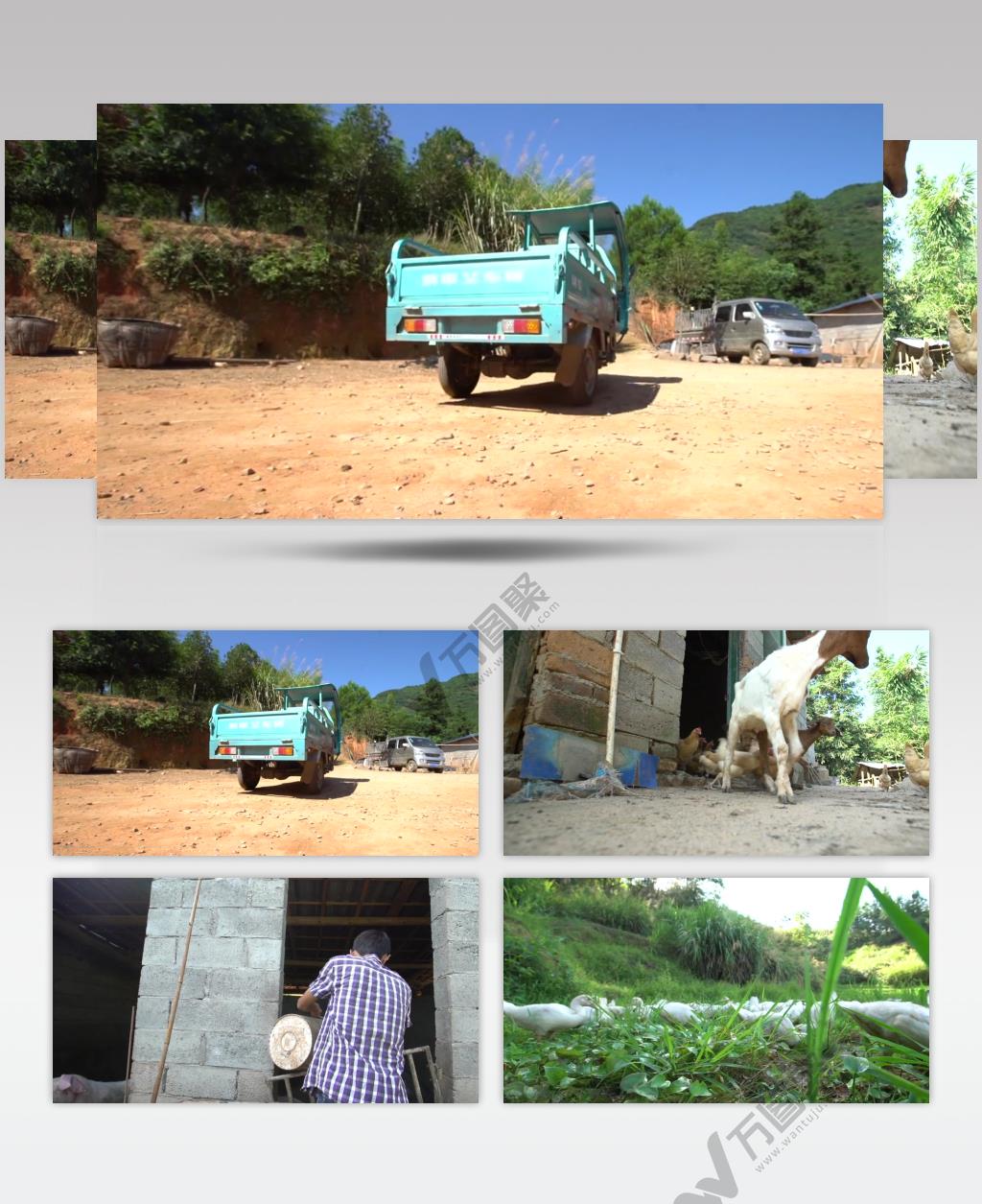 农业养殖养鸭养鸡养鹅养猪