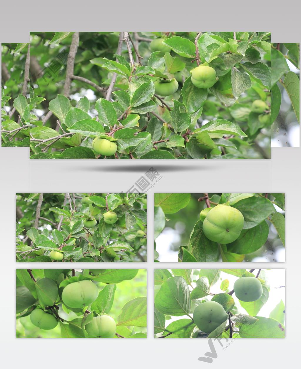 果实累累柿子树视频素材