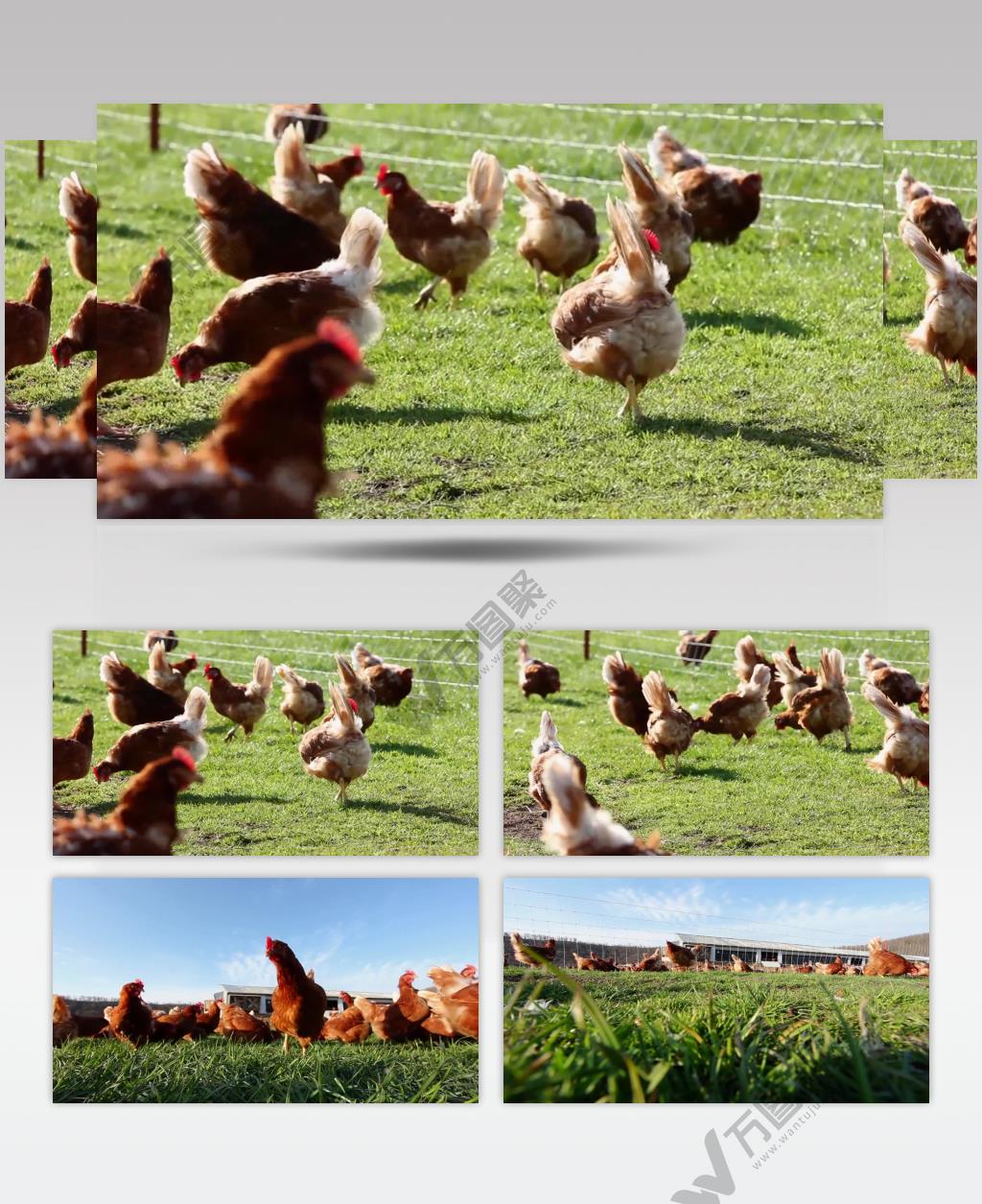 养鸡场实拍视频