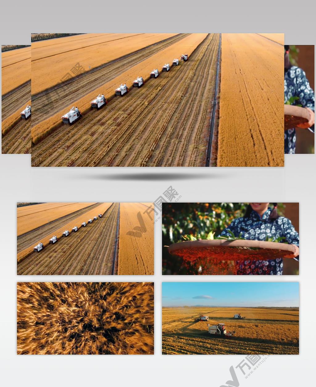 现代化农业农田农民丰收喜悦笑脸视频素材