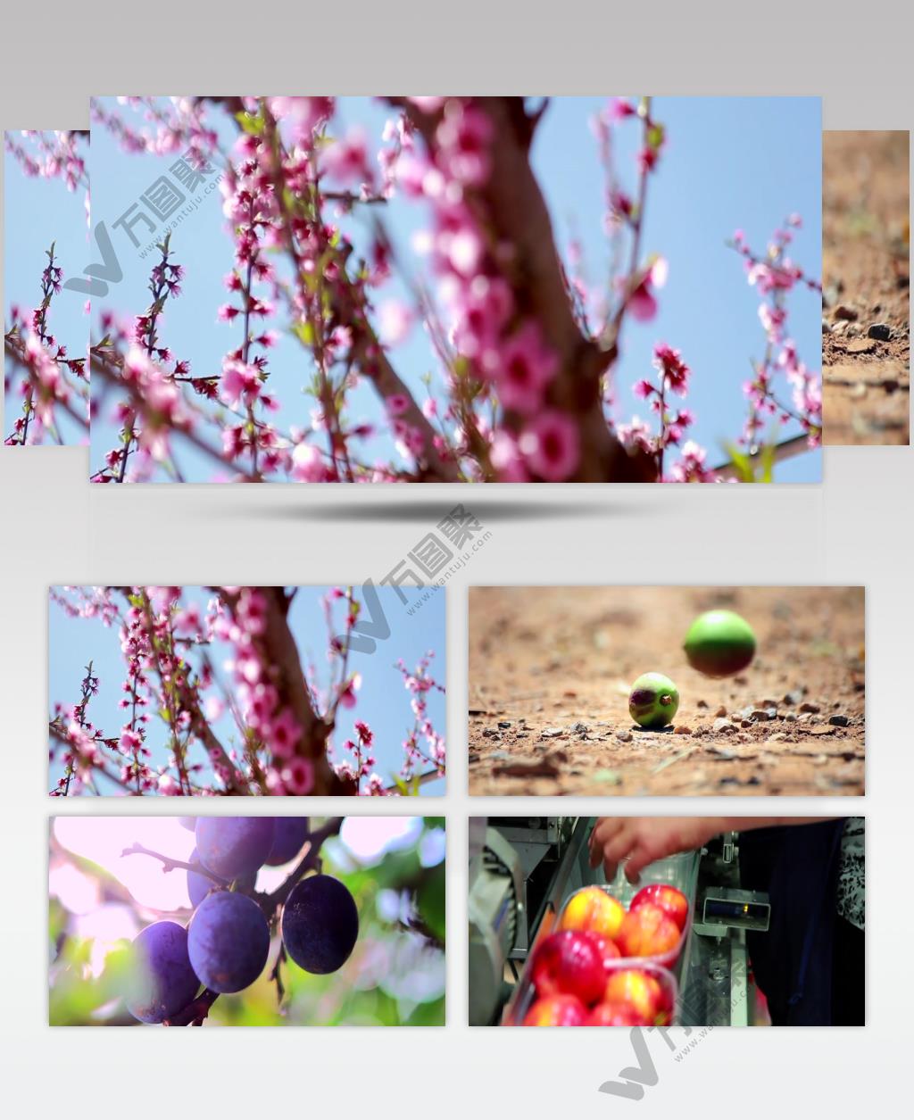 万亩果园桃子成熟加工包装销售