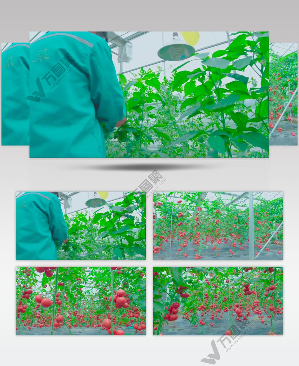 现代农业园 观光农业 南瓜 西红柿 农业