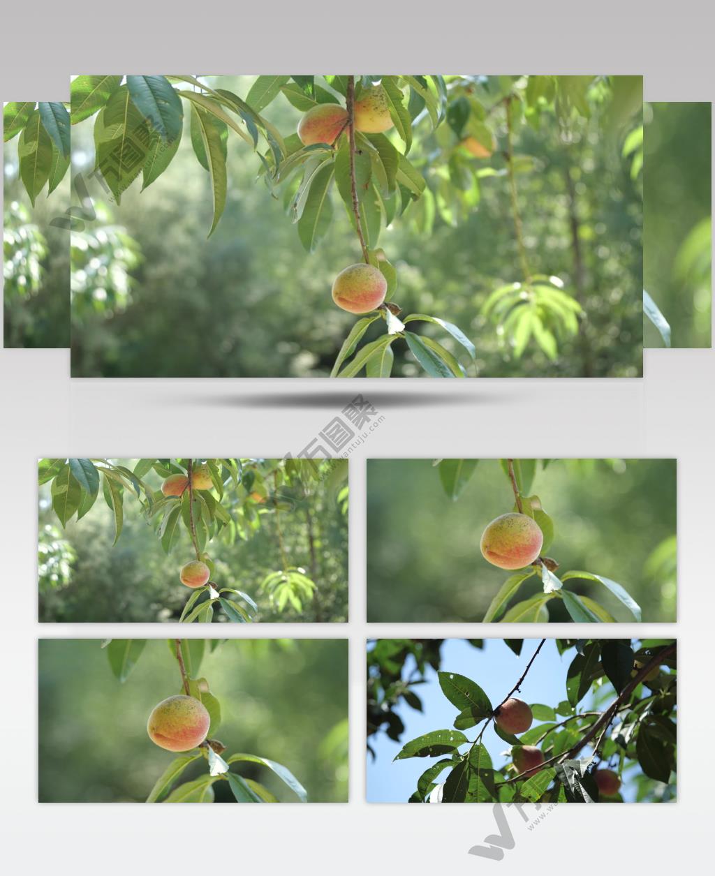 丰收季桃子硕果累累4K高清实拍视频素材