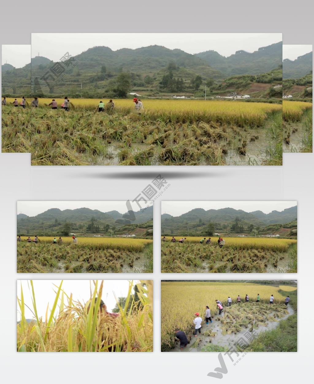 人工收割水稻