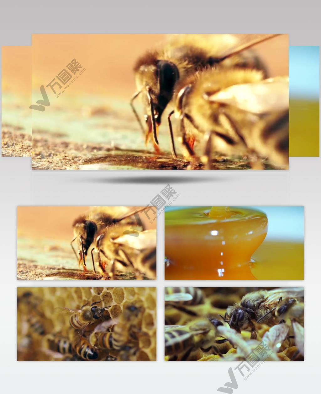 蜜蜂采蜜蜂蜜产品展示天然蜂蜜宣传视频素材