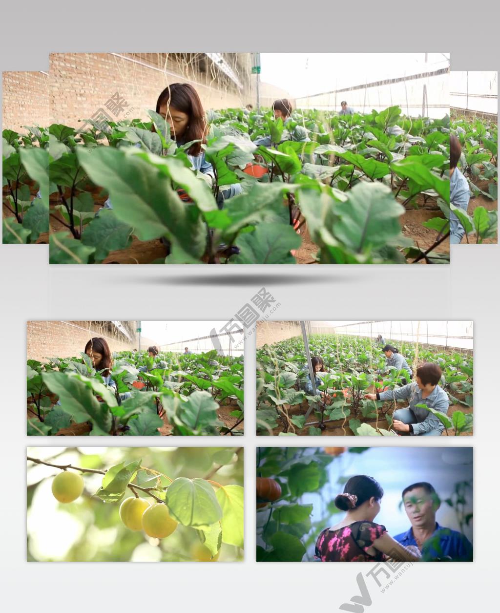 现代化农业园区