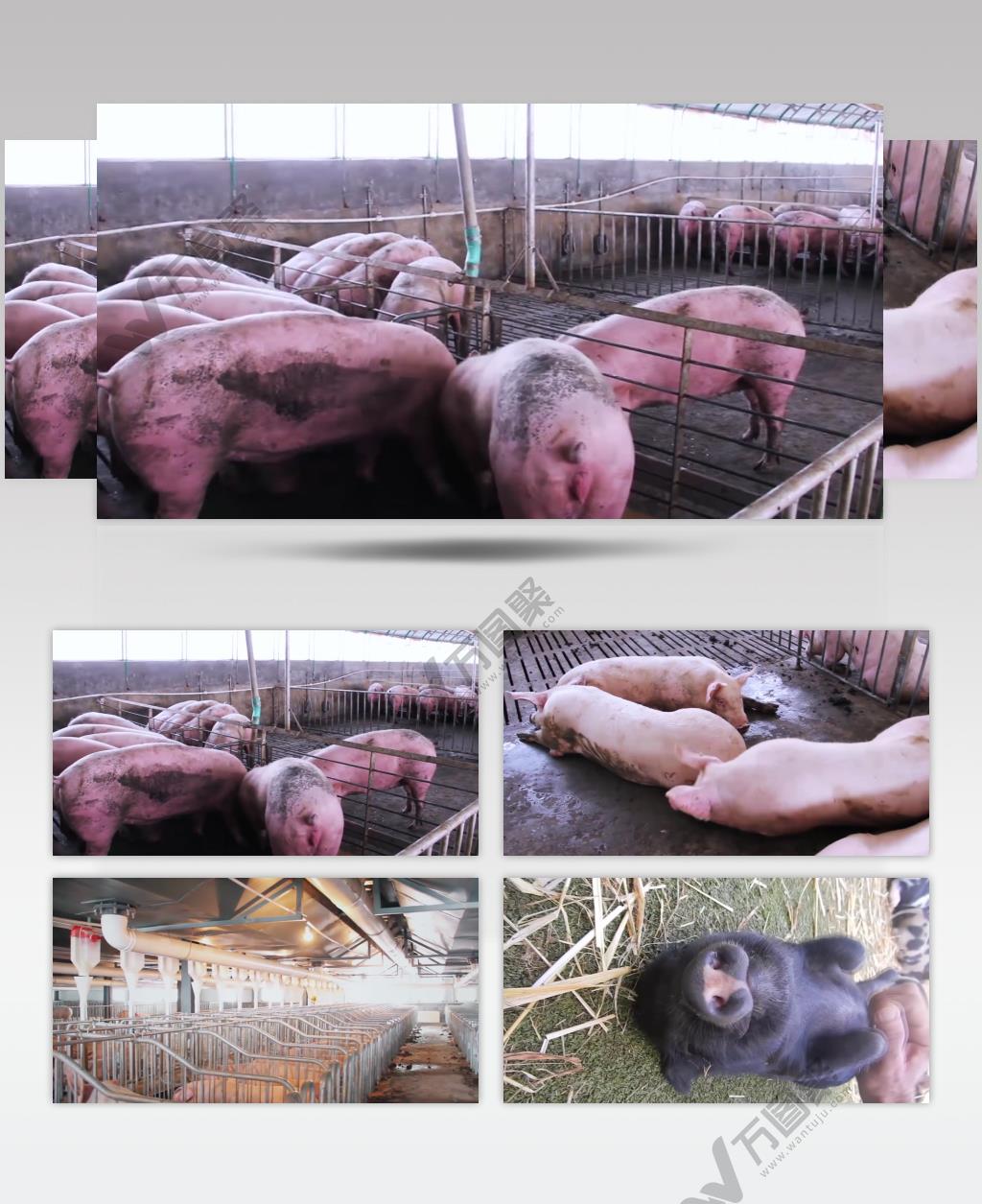 养猪猪厂宠物猪猪年视频素材