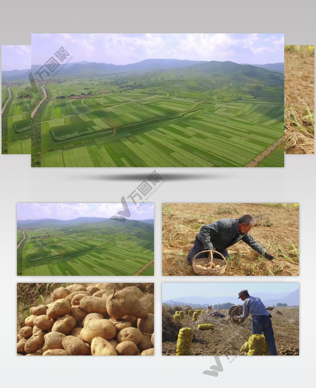 农业农田挖土豆马铃薯实拍视频素材