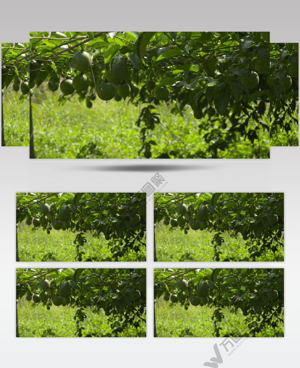 绿色水果产品种植百香果视频素材