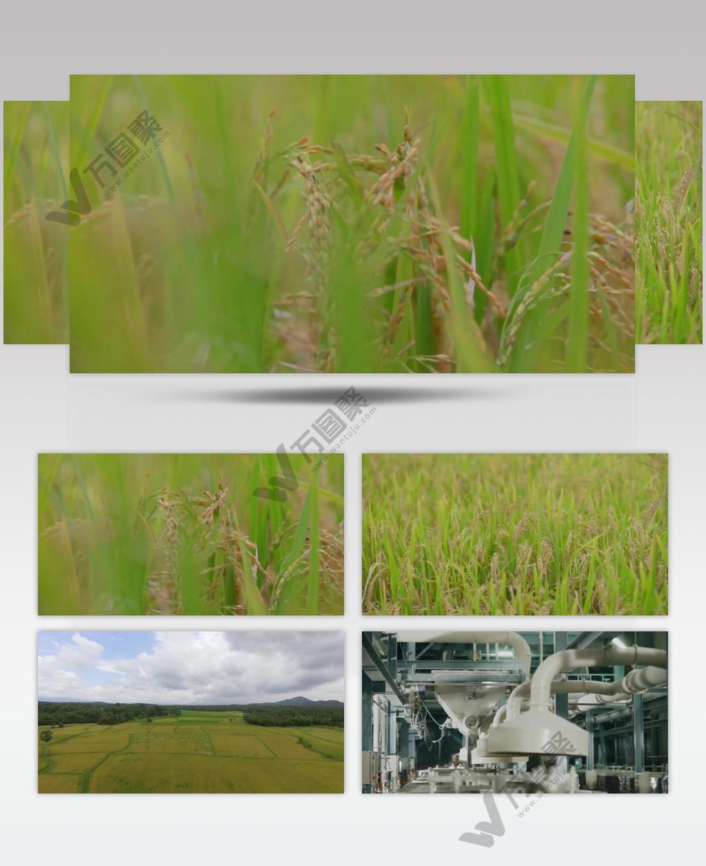 农田稻米粮食农作物视频素材