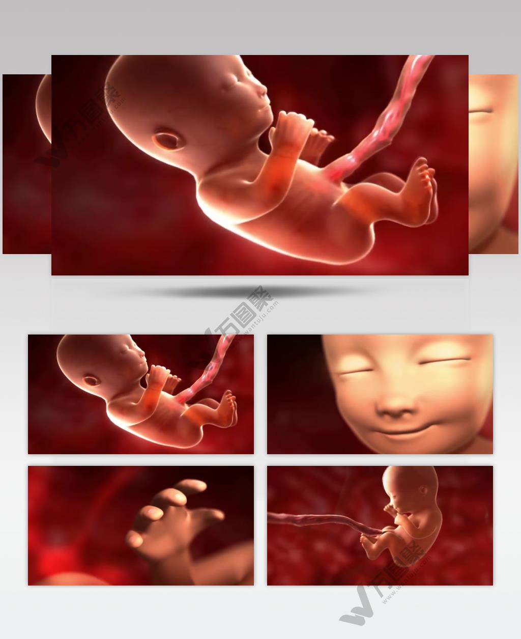 怀孕过程和胎儿发育动画视频