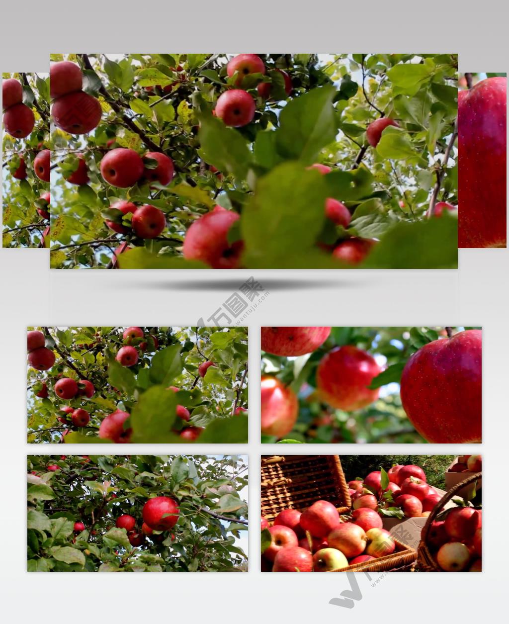 特写苹果采摘苹果丰收镜头实拍背景视频