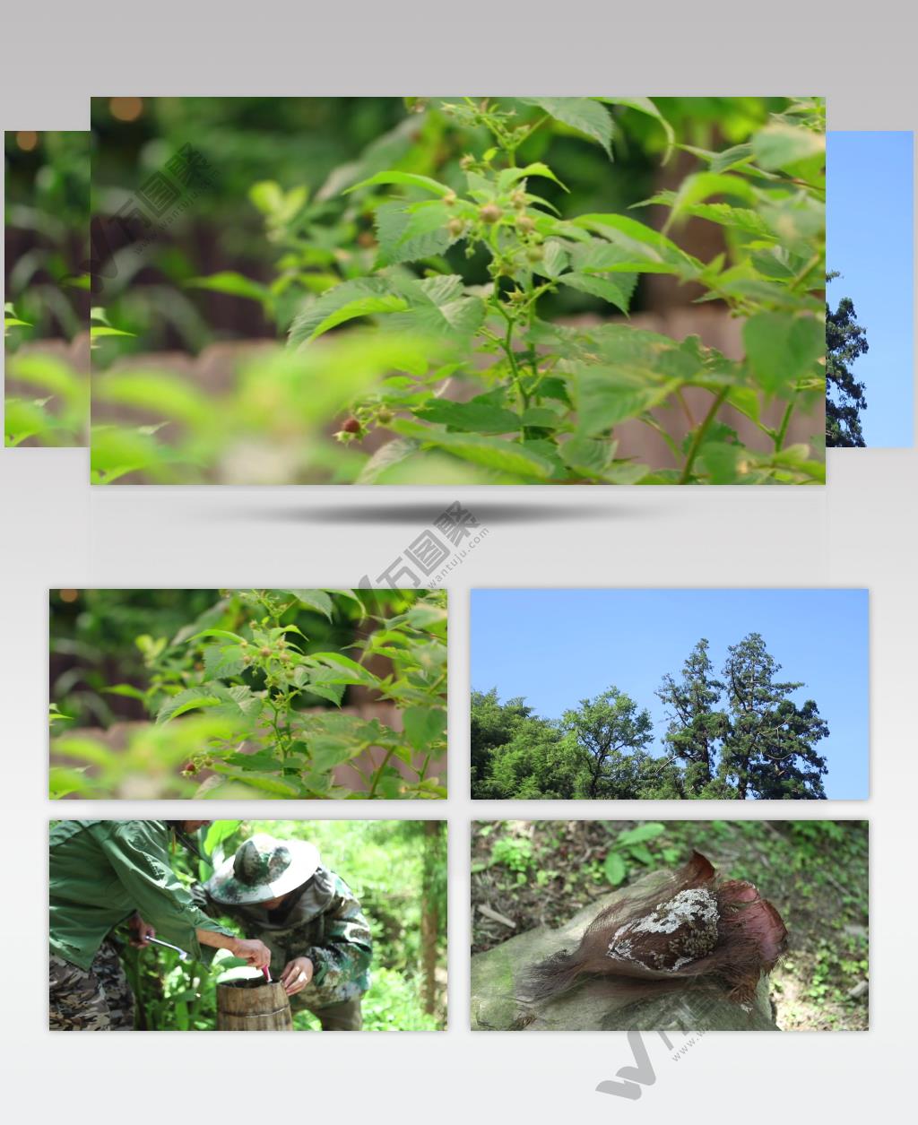 蜜蜂养蜂人蜂王浆蜂蜜蜂巢特写实拍