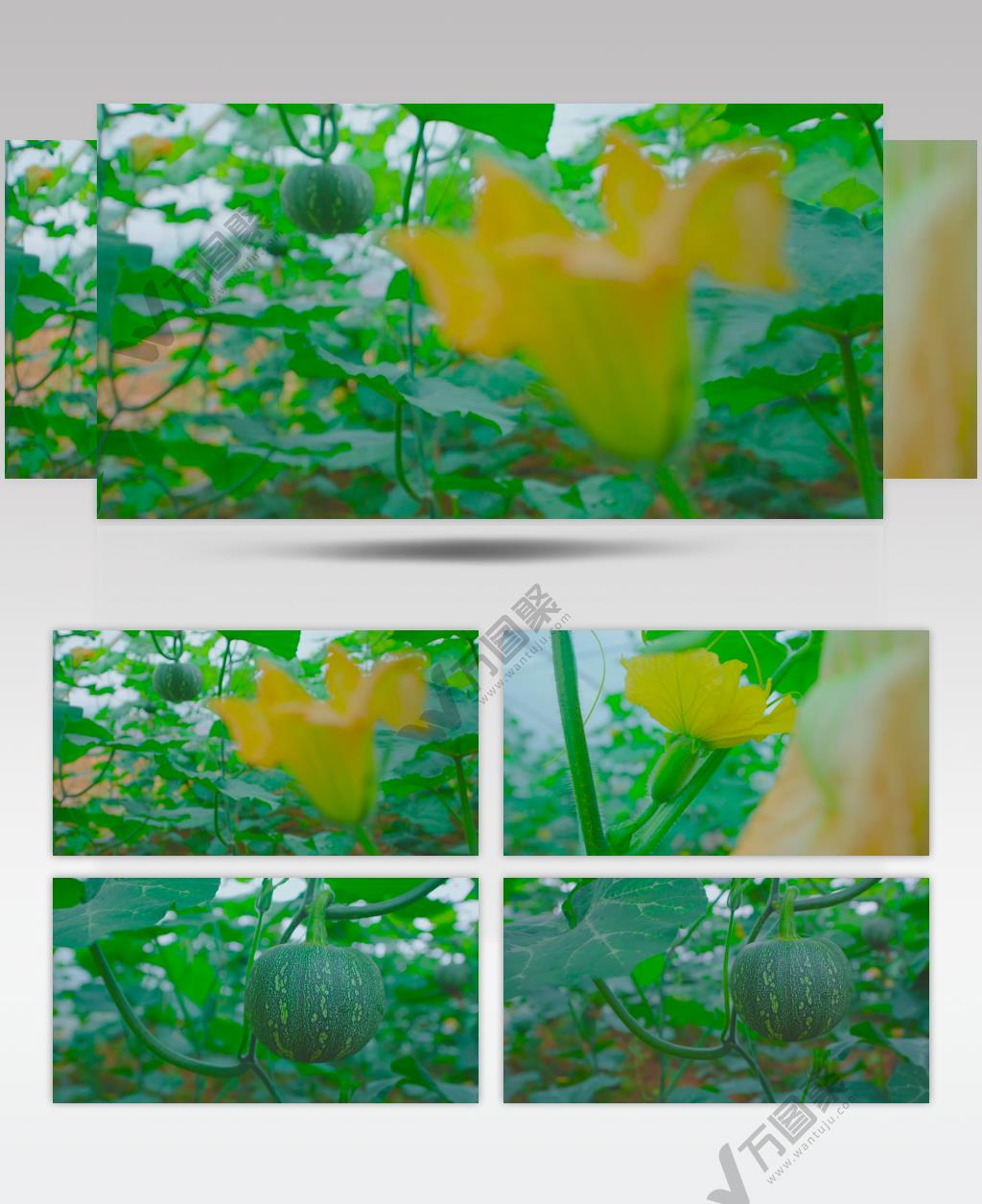 南瓜 瓜果 花朵 现代农业