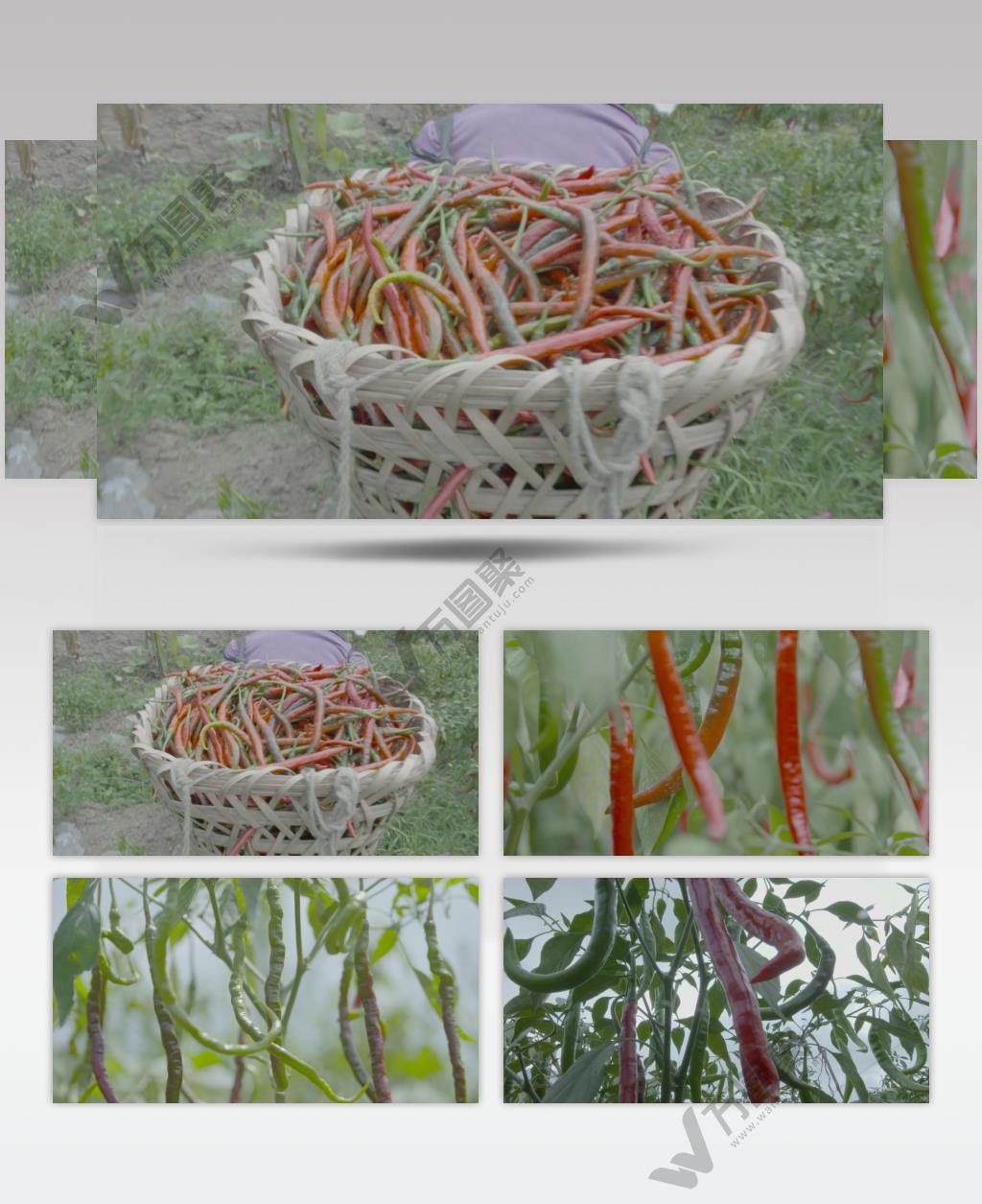 新鲜辣椒采摘辣椒特写农业无公害蔬果实拍视频素材