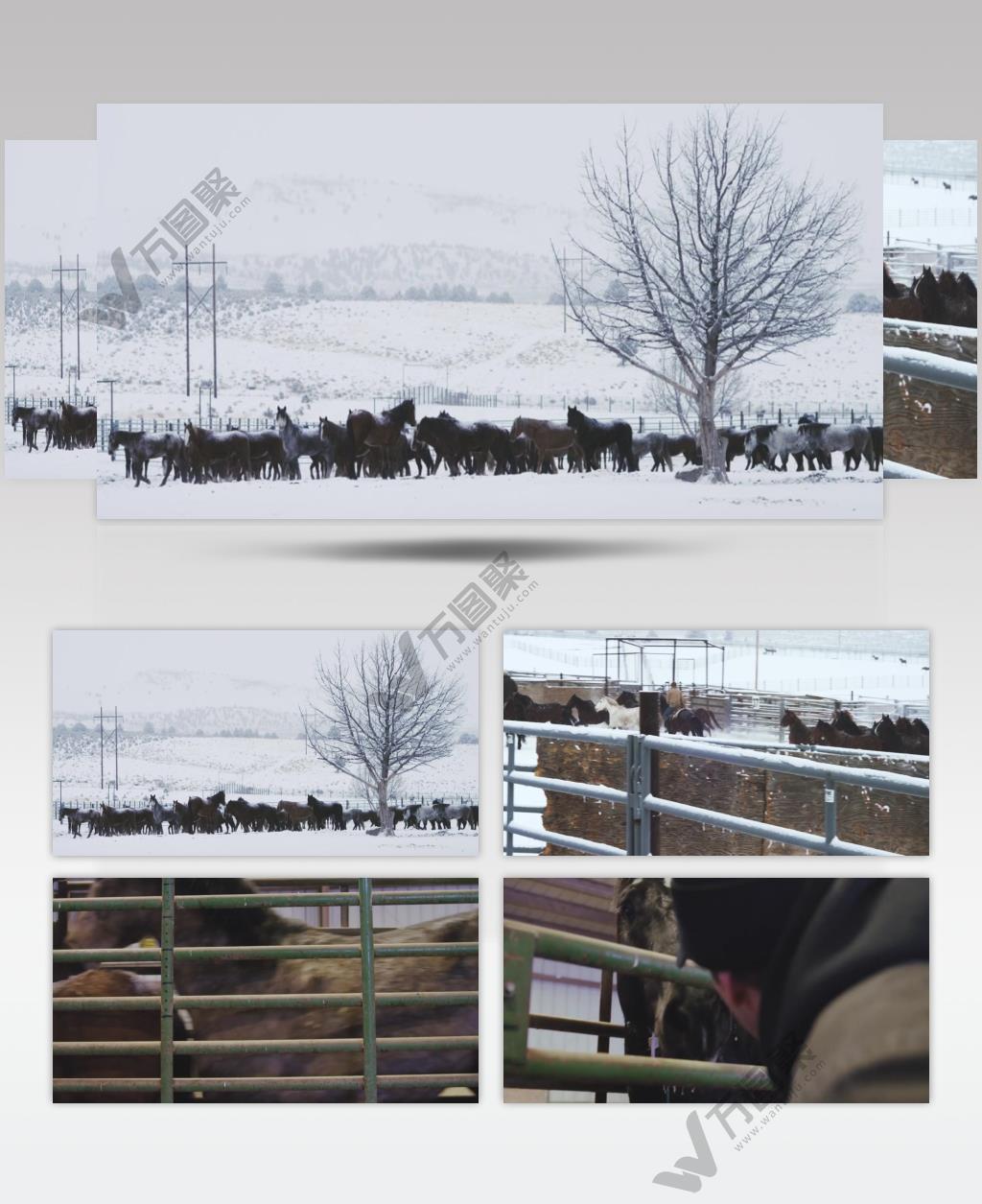 马匹养殖场培育种马视频实拍