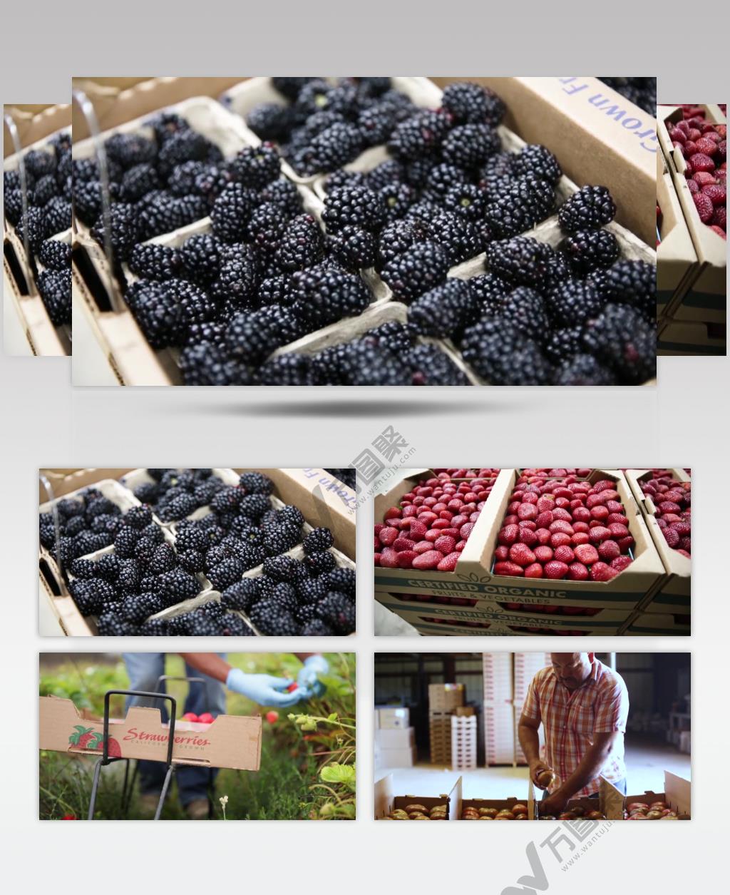 美味水果收获季节农业科技实拍视频素材