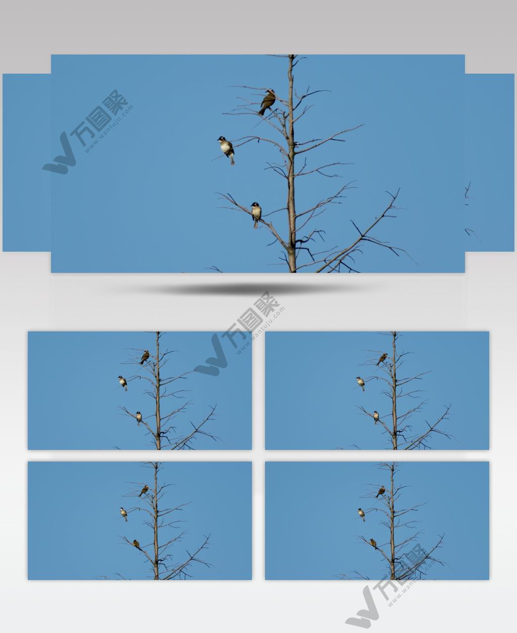 枝头三只小鸟4K