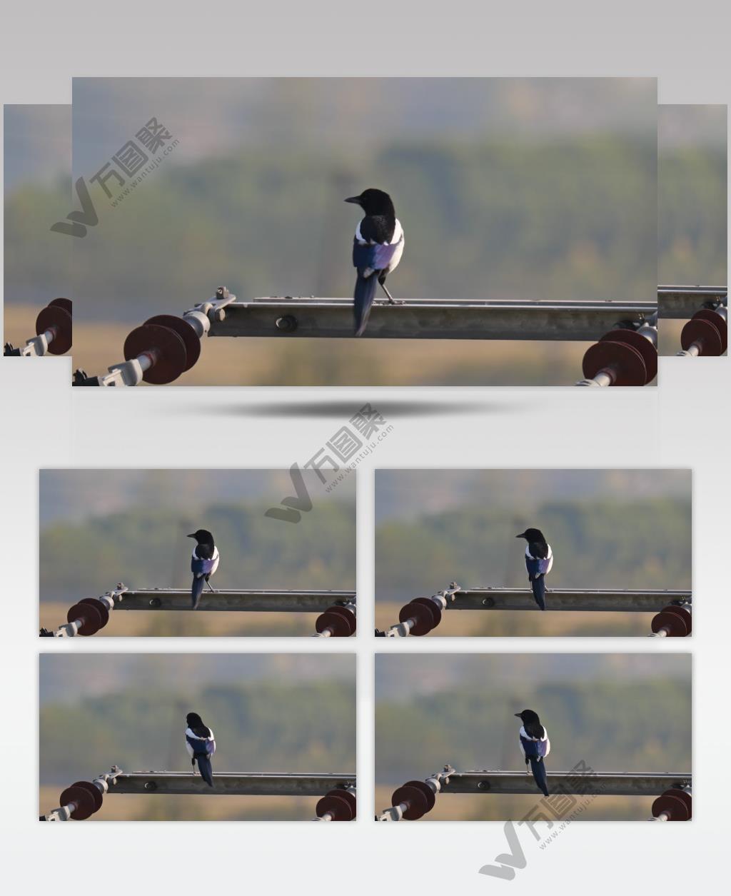 4K电线杆上的喜鹊