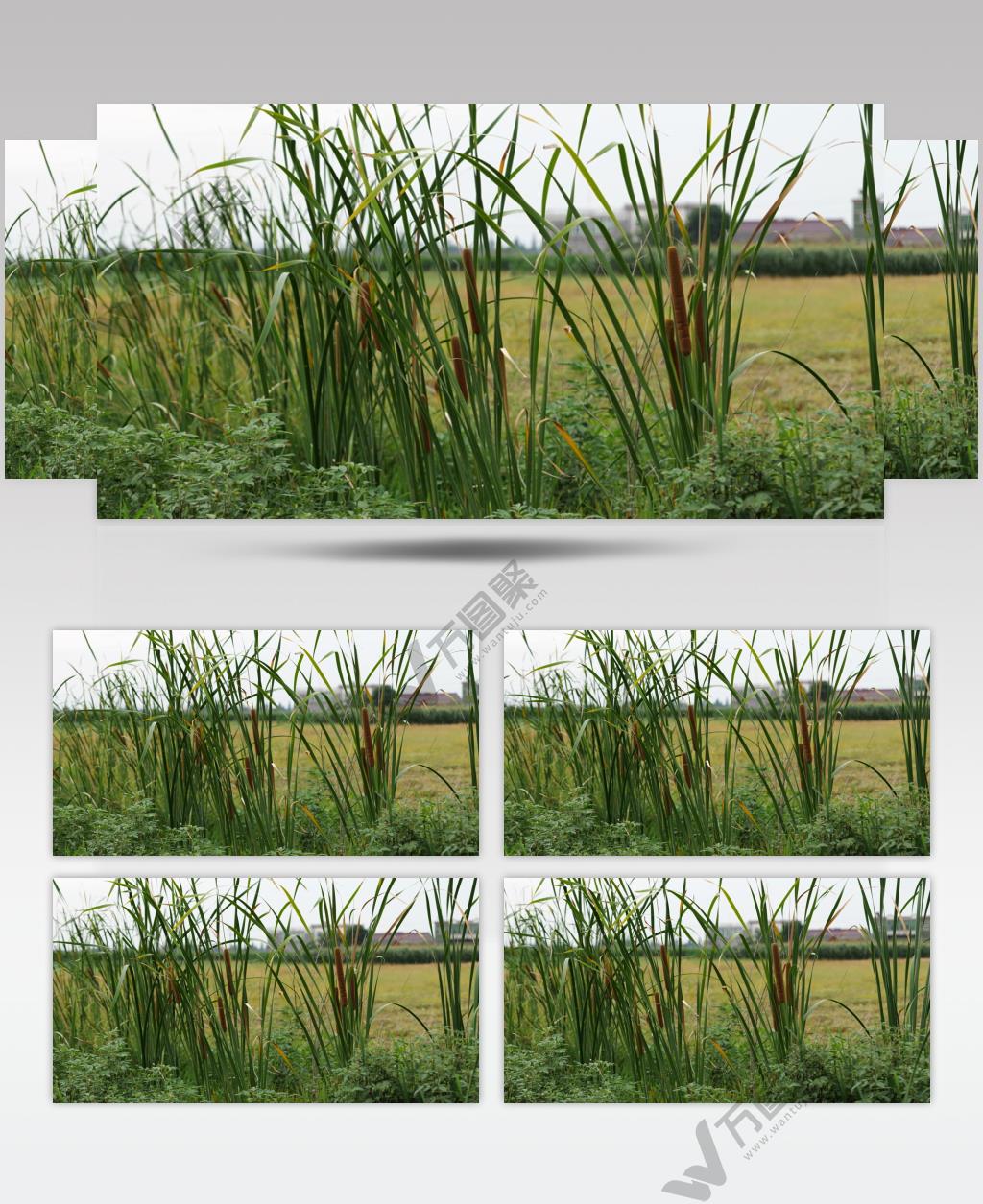 小溪边的芦苇丛4K