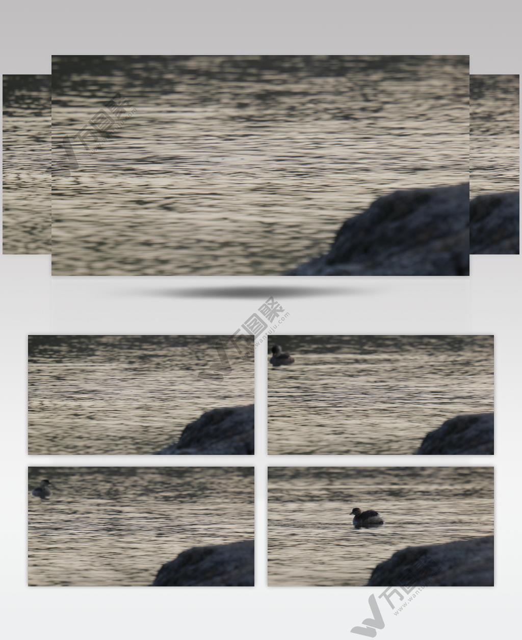 4K小溪里小鷿鷈捕鱼