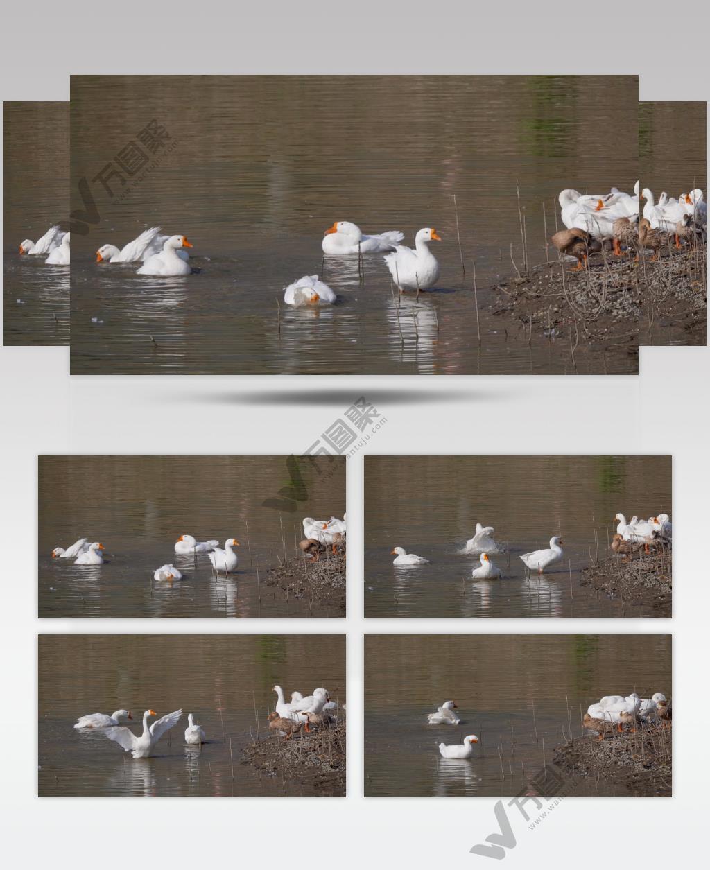 鸭子大白鹅洗澡4K