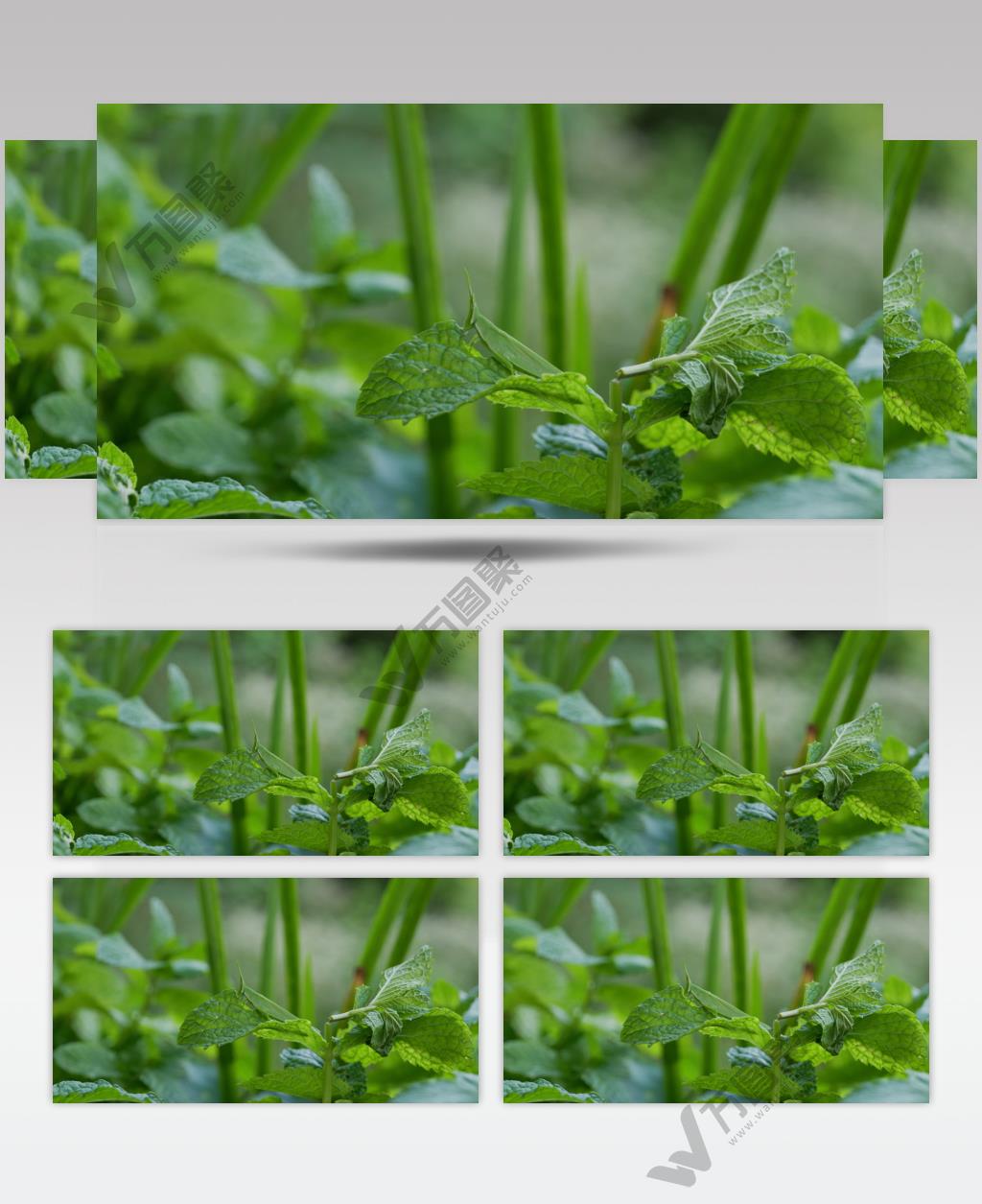 4K昆虫吃薄荷叶