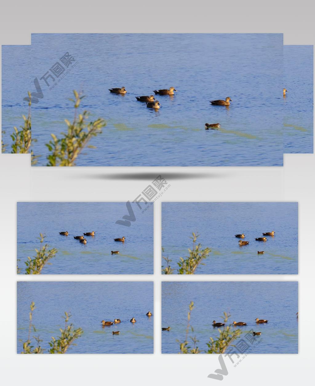 一群野鸭子4K